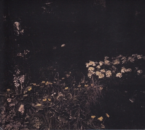 Couverture PALE BLOOM de Sarah DAVACHI