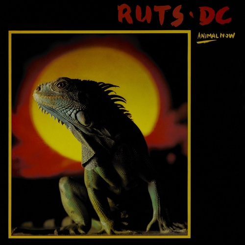 Couverture ANIMAL NOW de RUTS DC