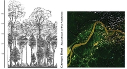 Image du média "CANOPY BEAT: SOUNDTRACK OF THE RAINFOREST de Els VIAENE"