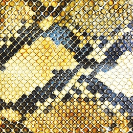 Image du média "AMPHETAMINE BALLADS de THE AMAZING SNAKEHEADS"