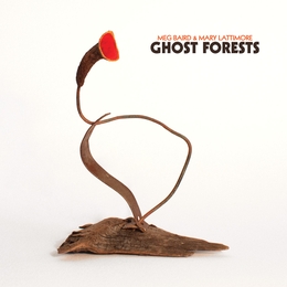 Image du média "GHOST FORESTS de Meg BAIRD & MARY LATTIMORE"