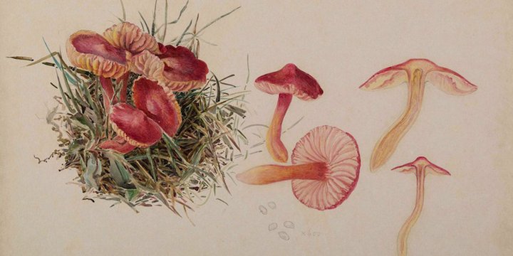 Beatrix_Potter_champignons.jpg