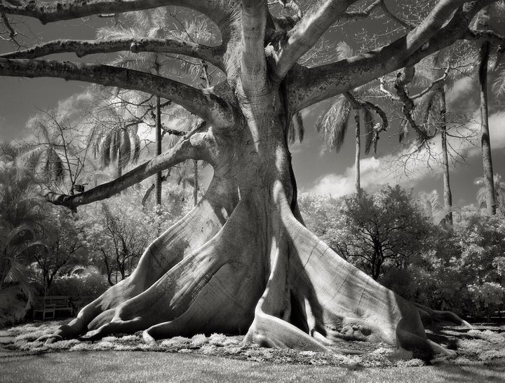 Beth Moon - portraits of time.jpg