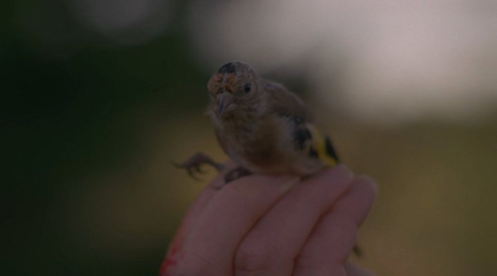 Bird - (c) Margaret Salmon - Frac Ile de France