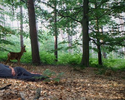 Boris Van der Avoort : "Le Dormeur éveillé" - chevreuil