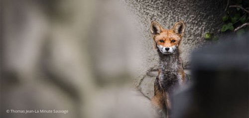 Formation-Terreetconscience-connexion-nature-en-ville.jpg