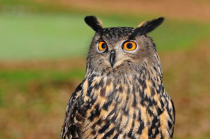 Hibou Grand Duc