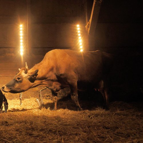 Kermesz à l'Est - concert pour vaches