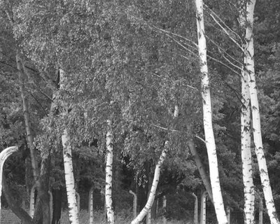 "Les bouleaux de Birkenau" - photo (c) Georges Didi-Huberman