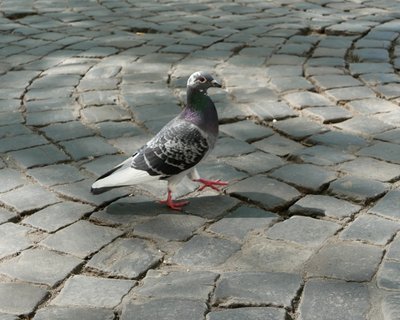 Pavés et pigeon liégeois - photo Roxana Cernicky