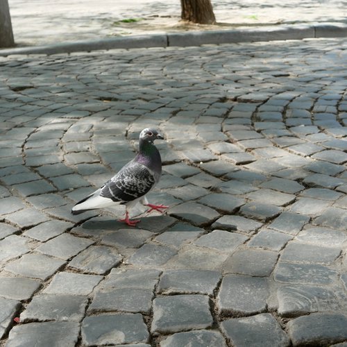 Pavés et pigeon liégeois - photo Roxana Cernicky