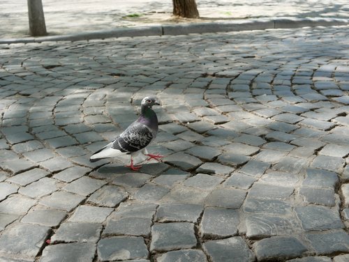 Pavés et pigeon liégeois - photo Roxana Cernicky