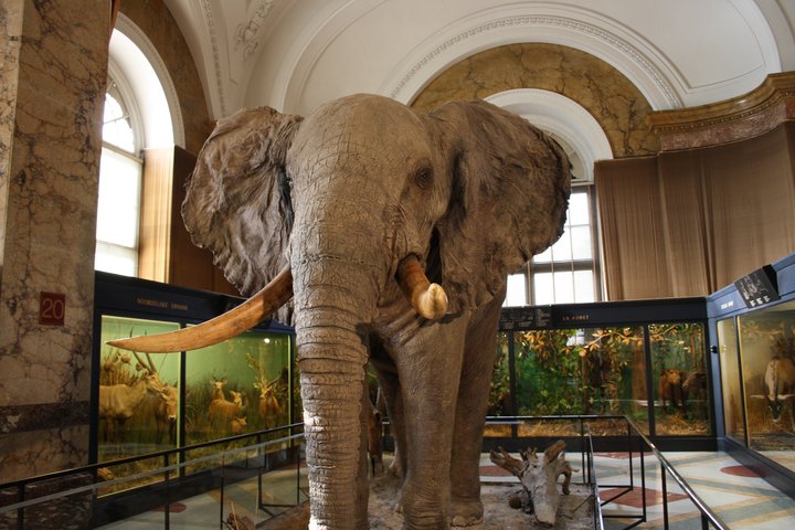 Royal_Museum_for_Central_Africa_Stuffed_Elephant_1.jpg