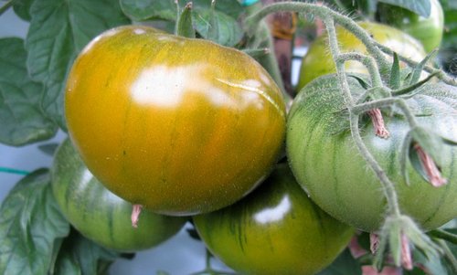 tomate verte de Huy