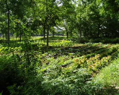 L'agroforesterie pour l'alimentation à Haïti