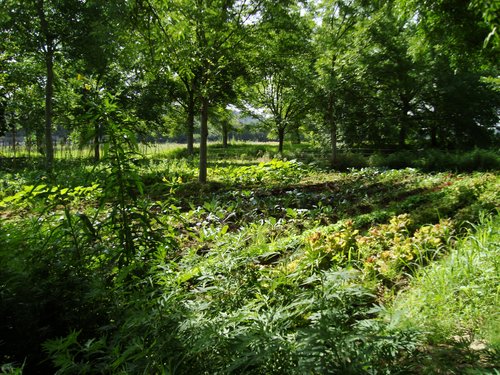 L'agroforesterie pour l'alimentation à Haïti