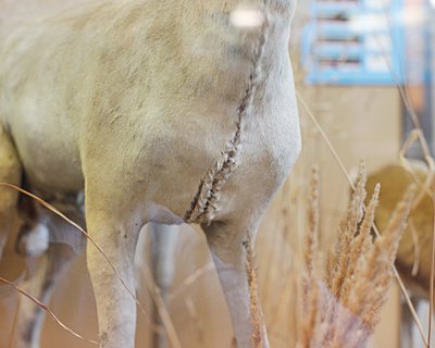 L'histoire de la taxidermie