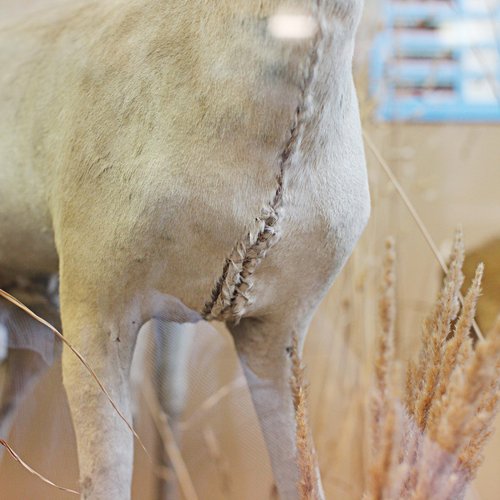 L'histoire de la taxidermie