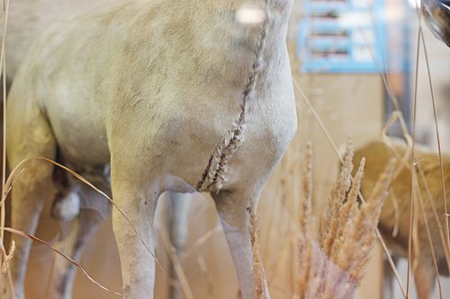 L'histoire de la taxidermie