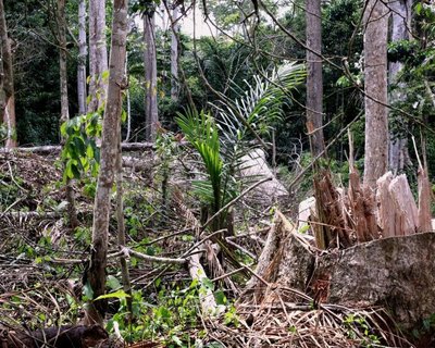 Exposition: Des forêts et des Hommes