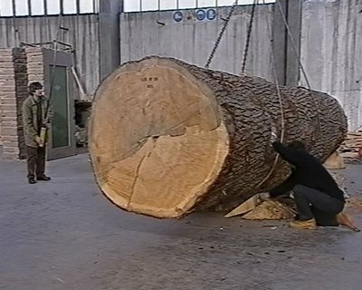 Doc sur le pouce : Giuseppe Penone, les chemins de la main