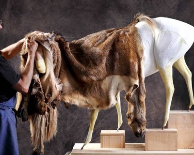 Interview du taxidermiste Jack Thiney