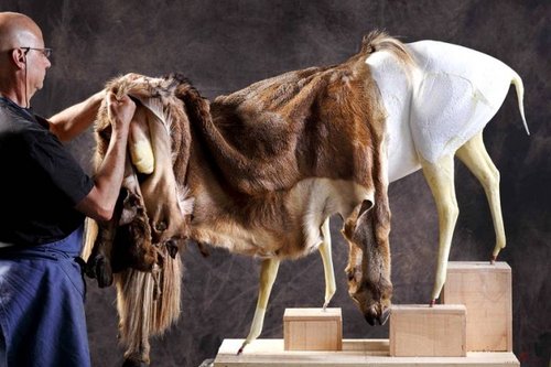 Interview du taxidermiste Jack Thiney