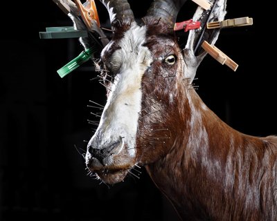 « Mort ou vif » chronique d'une taxidermie contemporaine